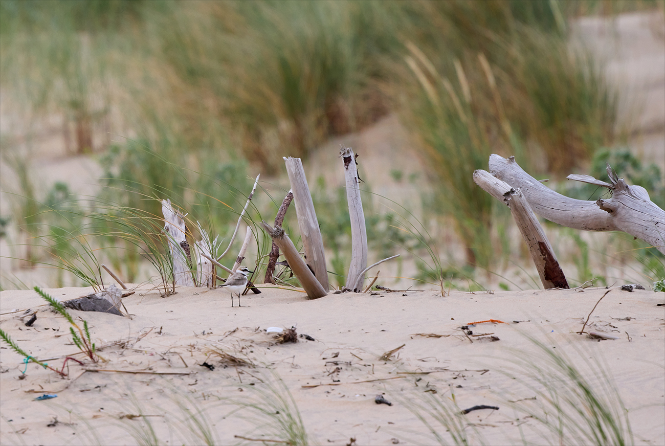 Gravelot à collier interrompu sur une plage de la Côte sauvage en Charente-Maritime
