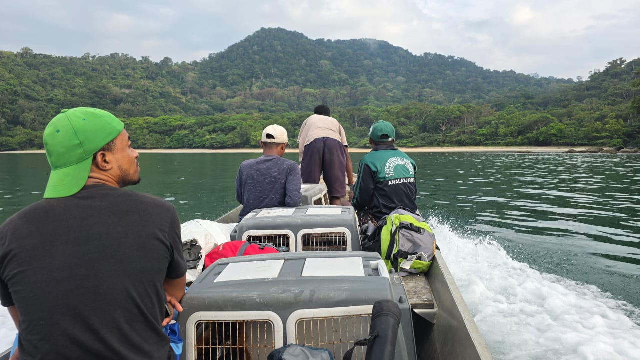 Arrivée des varis roux transloqués à Farankaraina