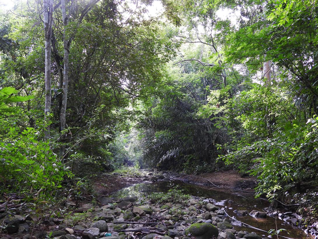 Proyecto Tití Palmyre Conservation