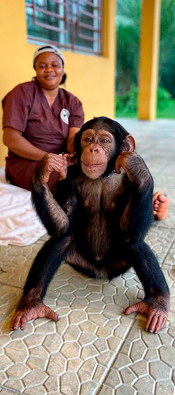 Jeune chimpanzé dans un sanctuaire