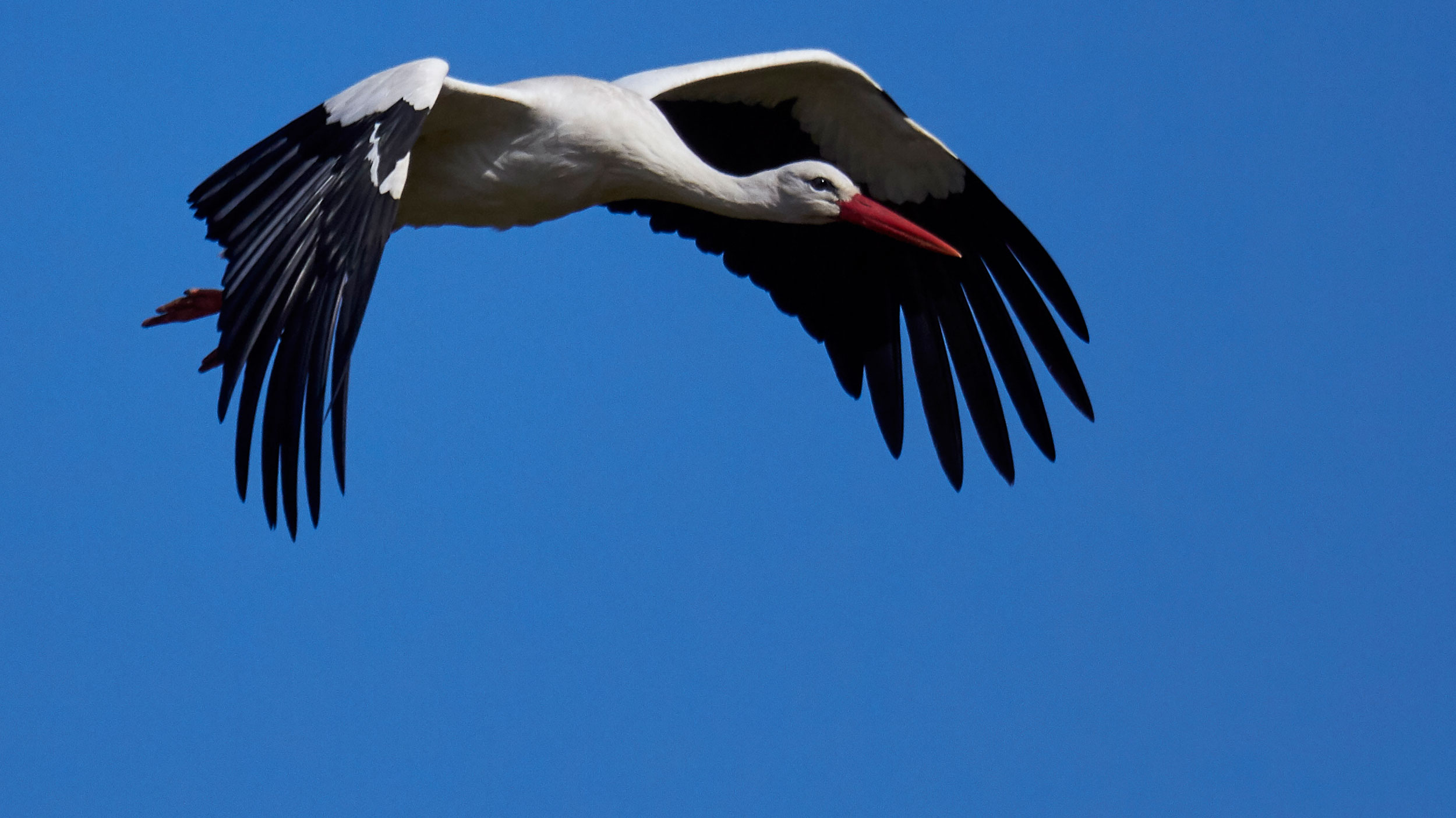 How to better understand the behavior of storks