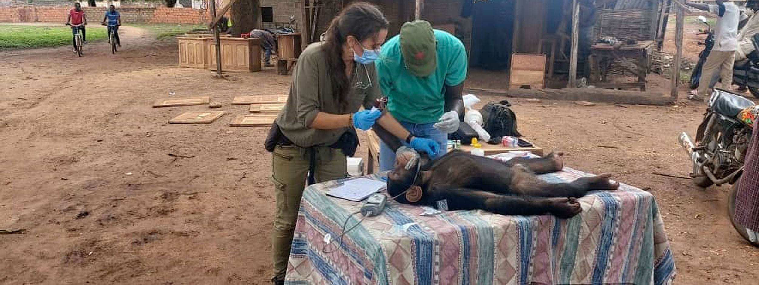 Recueil de chimpanzé issu du trafic en Afrique