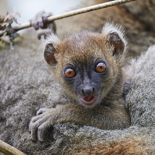 Grand hapalémur sur le site d'Helpsimus à Madagascar