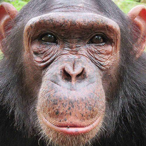 Chimpanzé chez J.A.C.K.