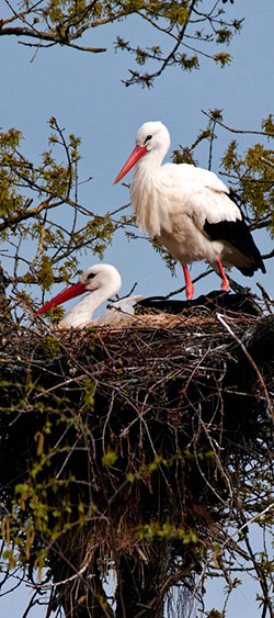 Cigognes blanches au Zoo de La Palmyre