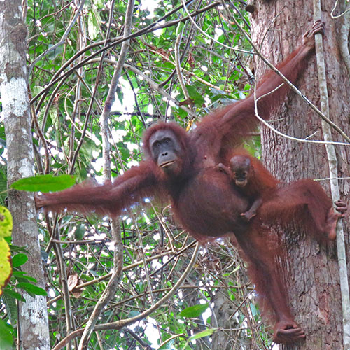 Orang-outan suivi par le programme HUTAN