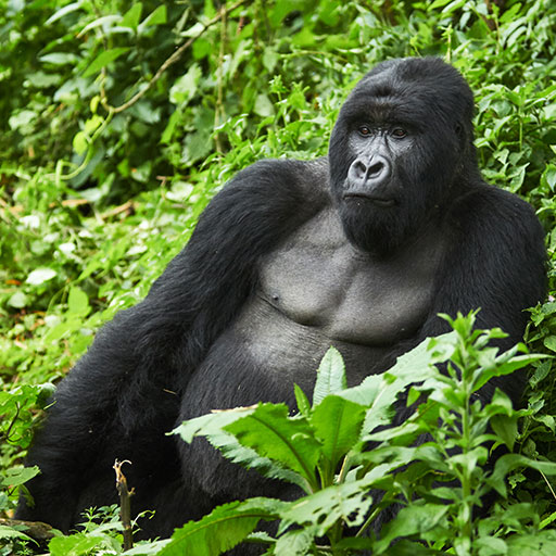 Gorille de montagne dans le Parc National des Virunga