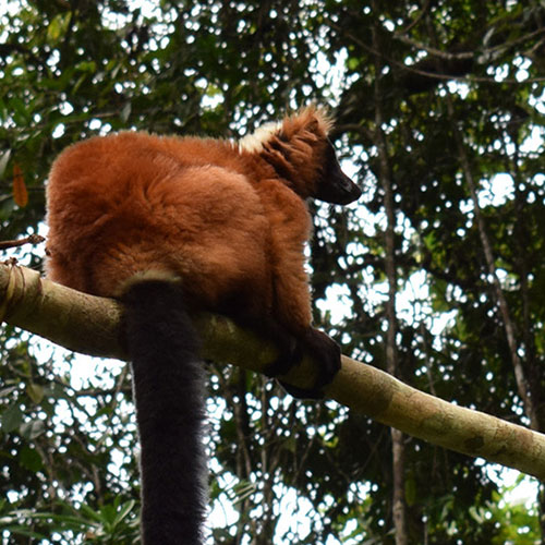 Vari roux à Madagascar