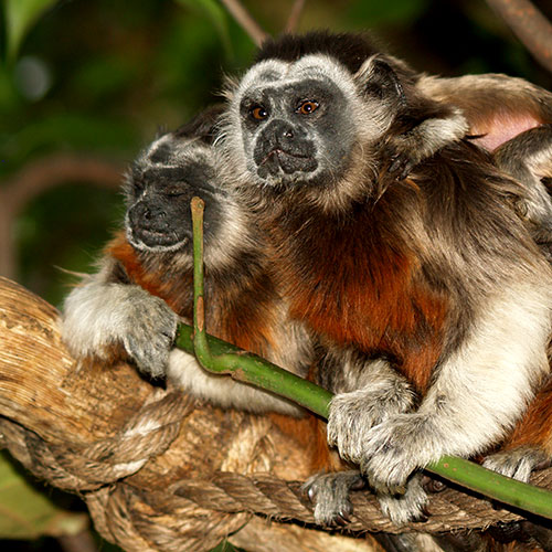 Tamarins à pieds blancs ACOPAZOA