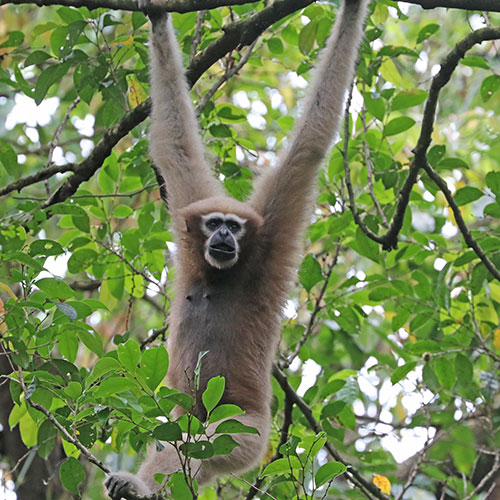 Gibbon Hoolock programme Huro