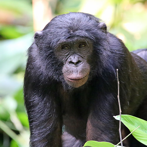 Bonobo programme Mbou-Mon-Tour