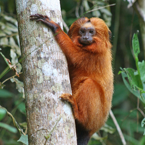 Tamarin lion doré