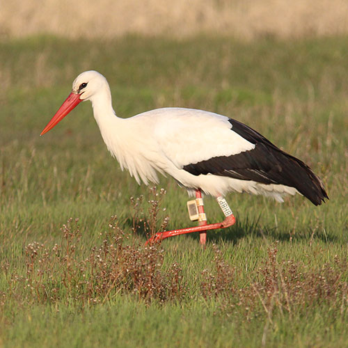 Cigogne blanche BioSphère Environnement 