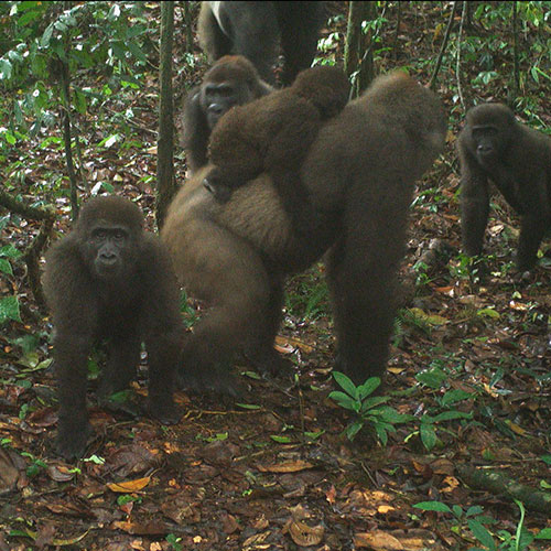 Gorilles de la Rivière Cross photographiés au piège photo par WCS