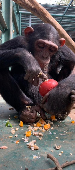 Chimpanzé recueilli par le Chimfunshi Wildlife Orphanage en Zambie