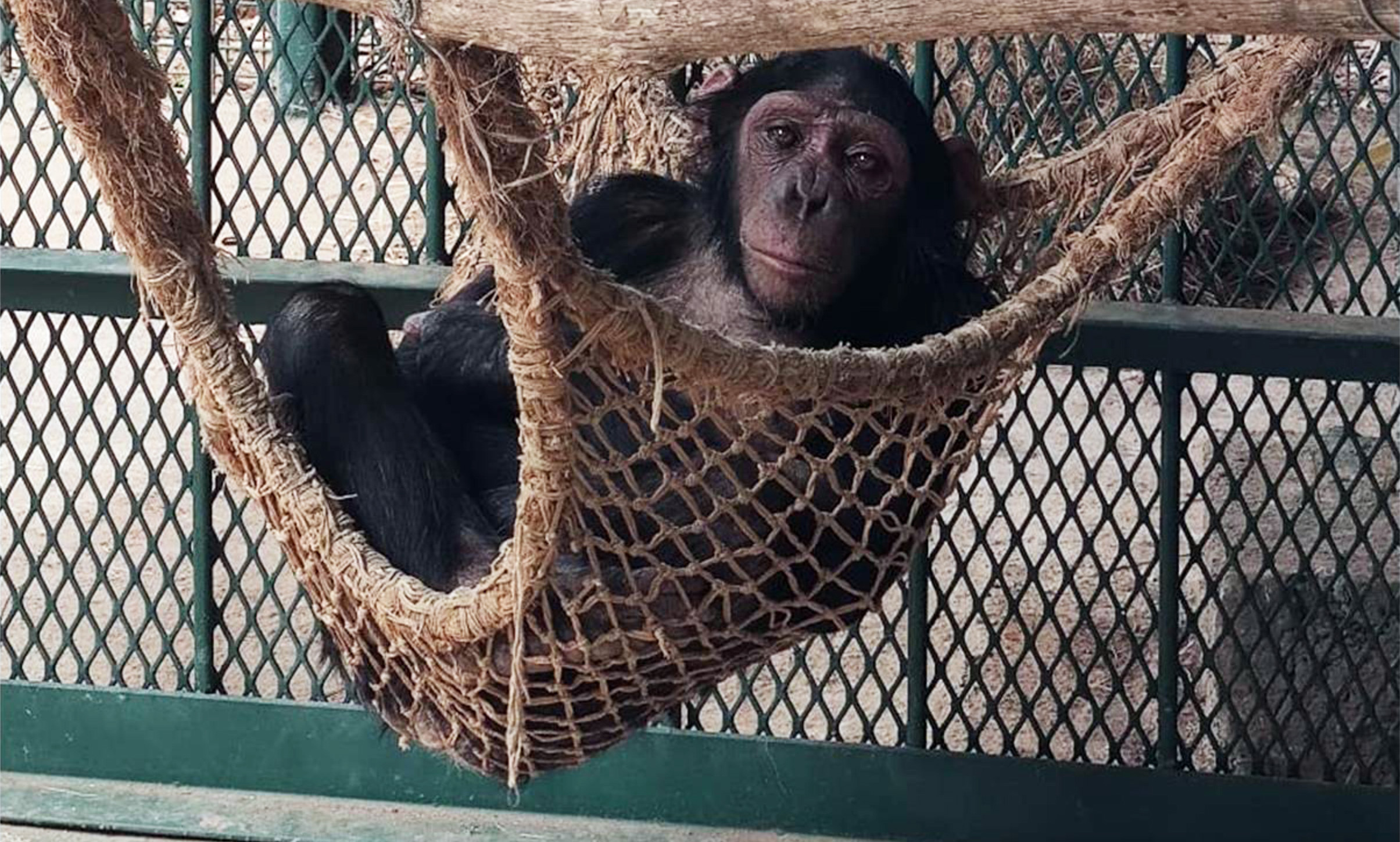 Chimpanzé recueilli par le Chimfunshi Wildlife Orphanage en Zambie