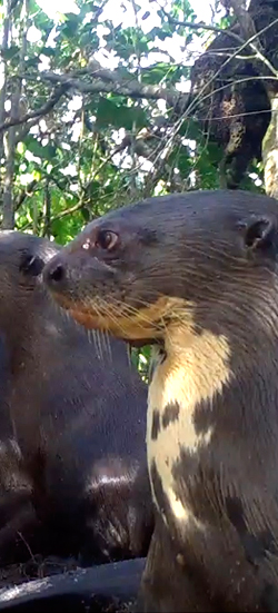 Loutre géante dans les Pripris de Yiyi en Guyane