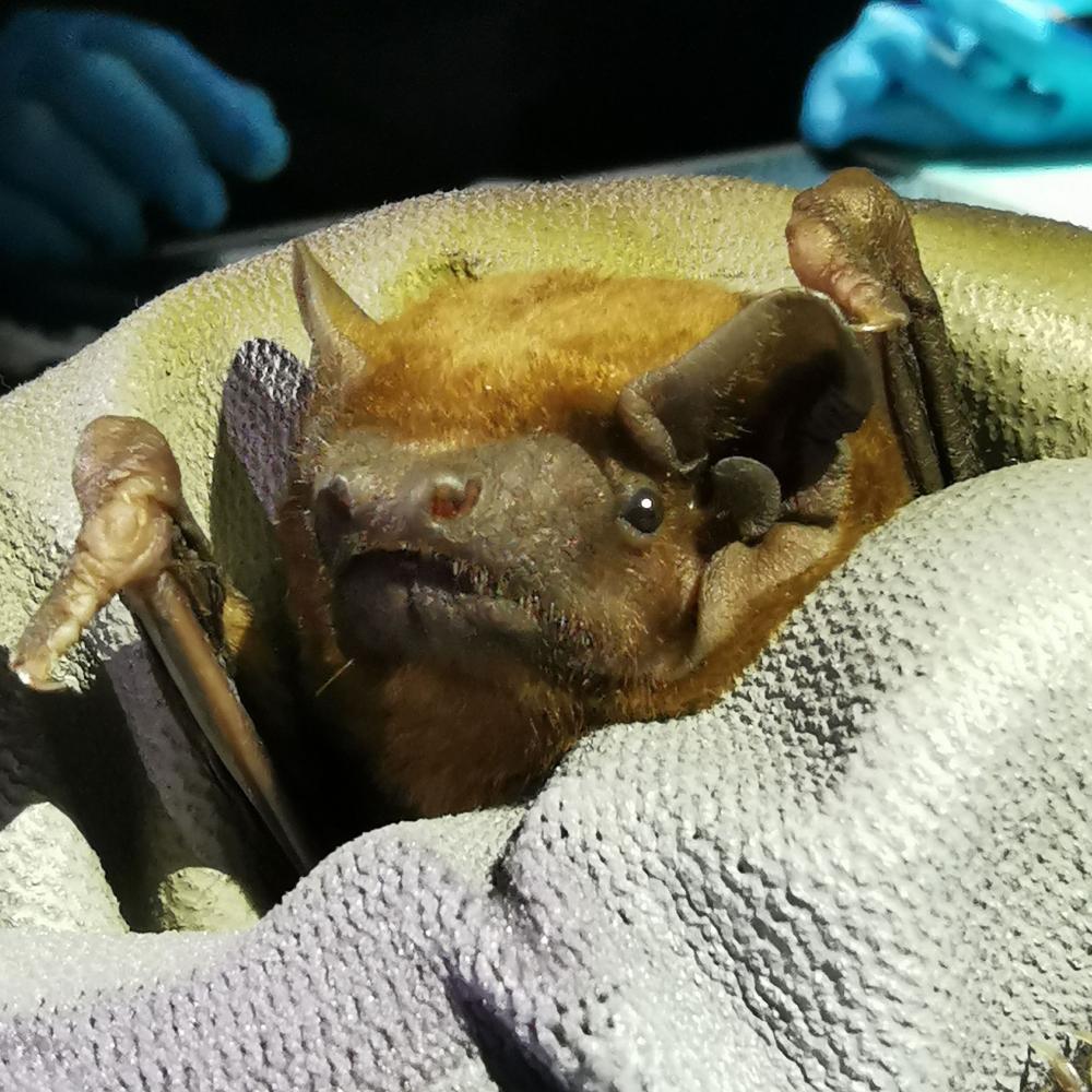 Nyctalus noctula